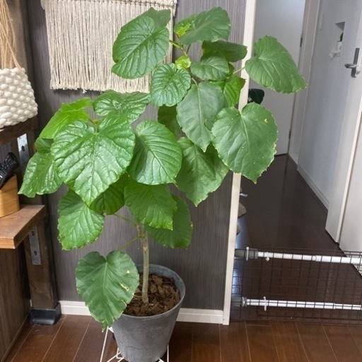 ウンベラータ鉢付き