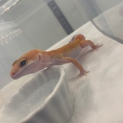 函館唯一の爬虫類ショップ！