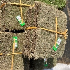 【値下げ】天然芝　TM9 5束　4/28入荷分