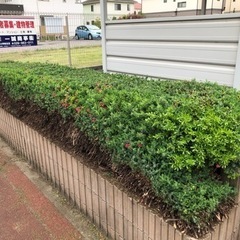 庭木の剪定や伐採、草刈りなども承ります。