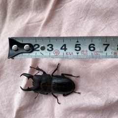 国産　ヒラタクワガタ　オス