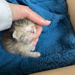里親様決定しました。