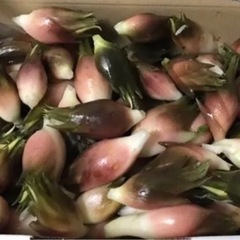 【無料】みょうが地下茎