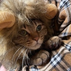 猫の帽子