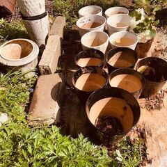 古～い植木鉢もうないかもの画像