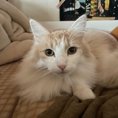 ノルウェージョンフォレストキャット　ソマリ　9歳オス