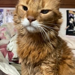 ソマリ　オス　9歳