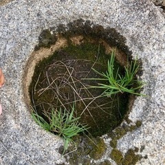 縁先手水鉢　立鉢　夏目　立手水鉢② 天然石【引き取りエリア　兵庫県】の画像