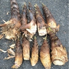 たけのこ1本200円