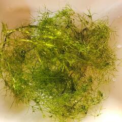 ニテラの画像