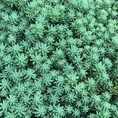 多肉植物　セダム　パリダム　