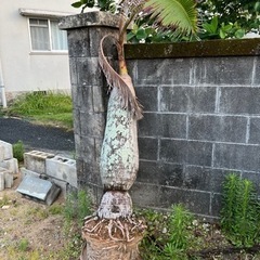 トックリヤシ？