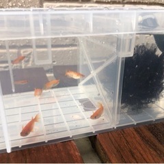 めだか飼育ケース　隔離　セパレートの画像