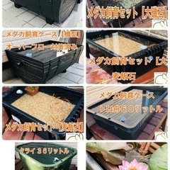 めだか飼育ケース　隔離　セパレートの画像