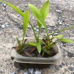 水草　ナガバオモダカ　メダカ