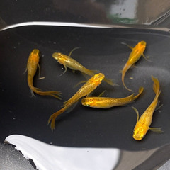 めだか◆金色黒鳥　稚魚10匹◆