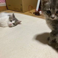 グレー、白しま子猫 - 丹羽郡