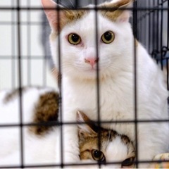 【あにまむ】猫好きわんぱくボーイ