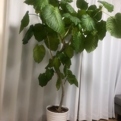(受付再開)ウンベラータ　150cm