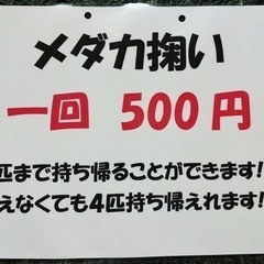 メダカ掬い開催します！