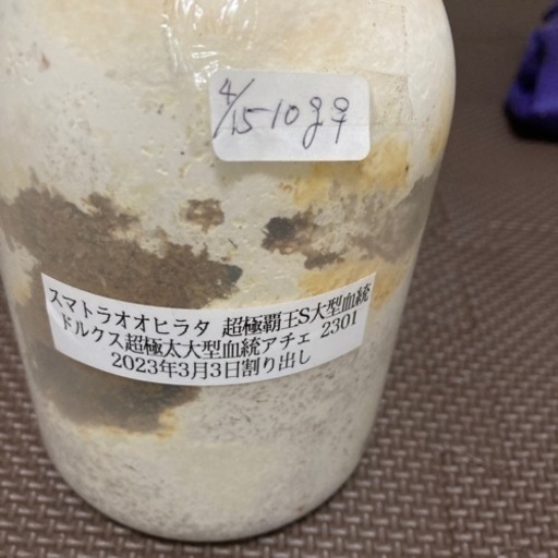 スマトラオオヒラタ3令幼虫ペア