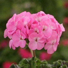 花苗（1）
