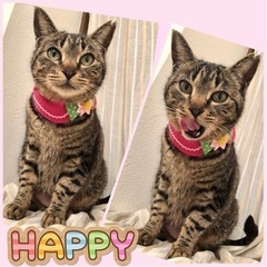 【お見合い可能！】人馴れ抜群ベタ慣れ甘えん坊ゴロスリ美猫テラちゃん♥