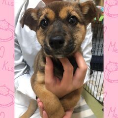 【長崎佐賀福岡など】子犬のファミリー募集