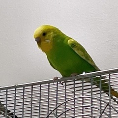 セキセイインコ 可愛がってくれる方