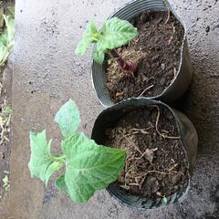 ヤーコンの種芋の画像