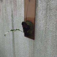 ドリナリア　　　2000円の画像