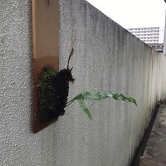 ドリナリア　　　2000円の画像
