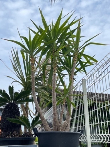 ユッカ　エレファンティペス2m 耐寒性