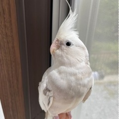 里親さん決まりました。お問い合わせ頂いた皆様ありがとうございました。