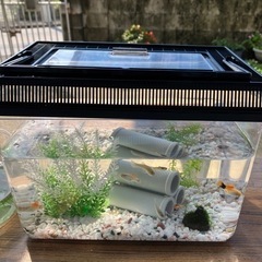 グッピーとプラティー水槽セット