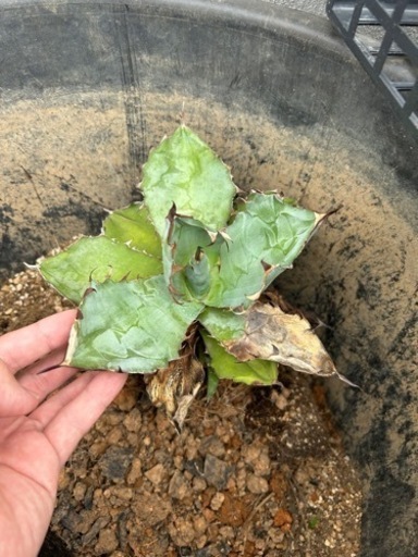 アガベチタノタ　ブラックアンドブルー　子株付き