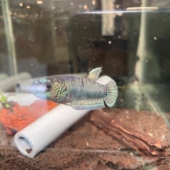 ワイルドベタ　アントゥタ　タイプS B 若魚ペア
