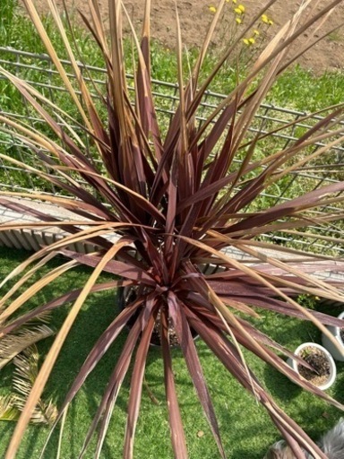 コルジリネレッドスター　3本頭