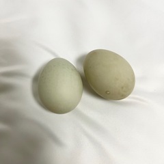 コールダック　有精卵【4つ】