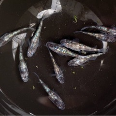 白斑サファイア ワンペアの画像