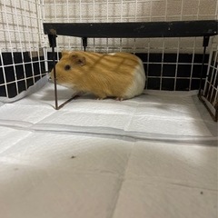 可愛がってくれる里親募集中です‼︎