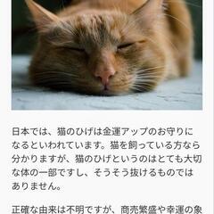 猫のヒゲの画像