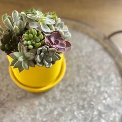 ５月５日(金)こどもの日☆こどもの日スペシャル企画！親子で楽しもう『多肉寄せ植えワークショップ』☆【花夢館神戸店】の画像