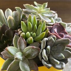 ５月５日(金)こどもの日☆こどもの日スペシャル企画！親子で楽しもう『多肉寄せ植えワークショップ』☆【花夢館神戸店】の画像