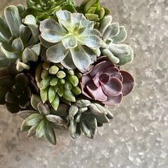 ５月５日(金)こどもの日☆こどもの日スペシャル企画！親子で楽しもう『多肉寄せ植えワークショップ』☆【花夢館神戸店】の画像