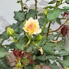 薔薇の大苗⭐︎フレンチレース＋おまけのミニバラ