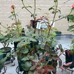 薔薇の大苗⭐︎ティニーグレイス⭐︎バラがお好きな方へ。
