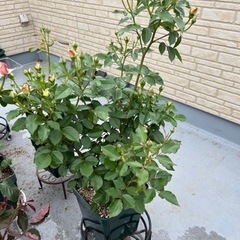 薔薇の大苗⭐︎シューラネージュ⭐︎バラがお好きな方へ