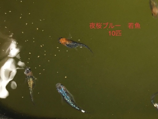 メダカ若魚　夜桜ブルー黄色混じり