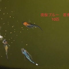 メダカ若魚　夜桜ブルー黄色混じり